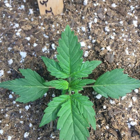 Gorilla Girl Auto  growlog timeline photo