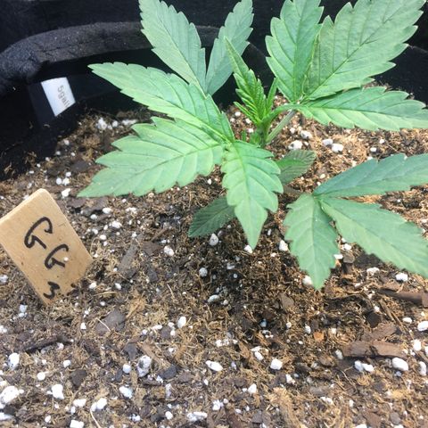Gorilla Girl Auto  growlog timeline photo