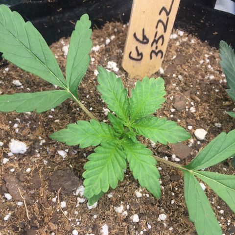 Gorilla Girl Auto  growlog timeline photo