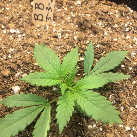 Gorilla Girl Auto  growlog timeline photo