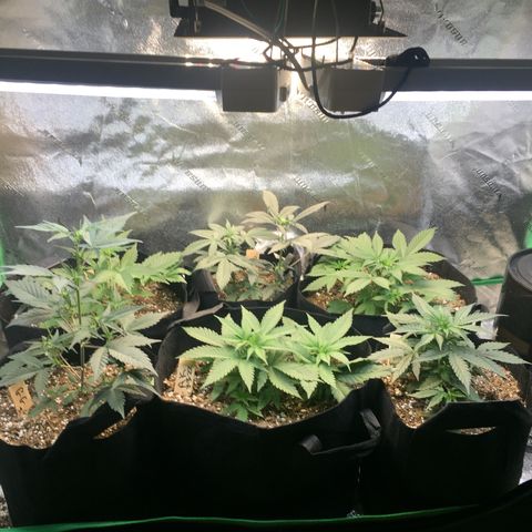 Bruce Banner  growlog timeline photo