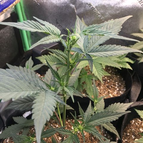 Gorilla Girl Auto  growlog timeline photo