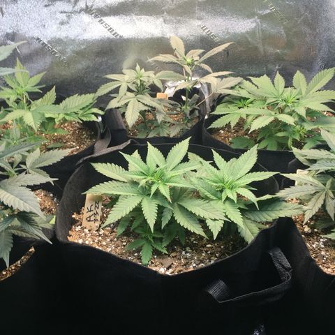 Gorilla Girl Auto  growlog timeline photo