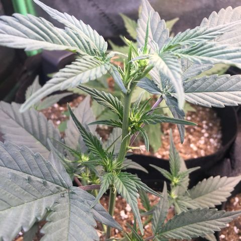 Gorilla Girl Auto  growlog timeline photo