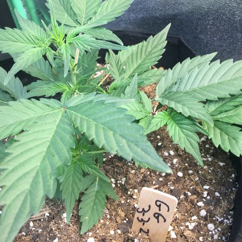 Gorilla Girl Auto  growlog timeline photo