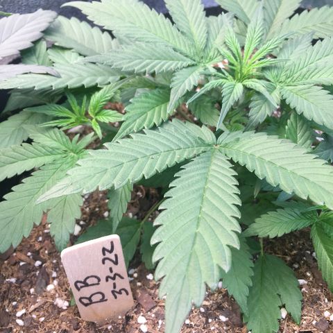 Bruce Banner  growlog timeline photo