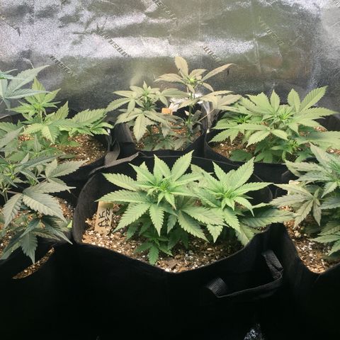 Bruce Banner  growlog timeline photo