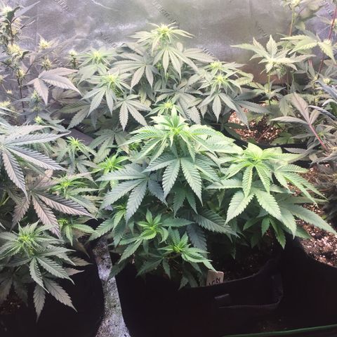 Bruce Banner  growlog timeline photo