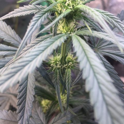 Gorilla Girl Auto  growlog timeline photo