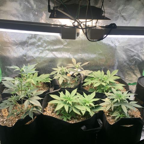 Gorilla Girl Auto  growlog timeline photo