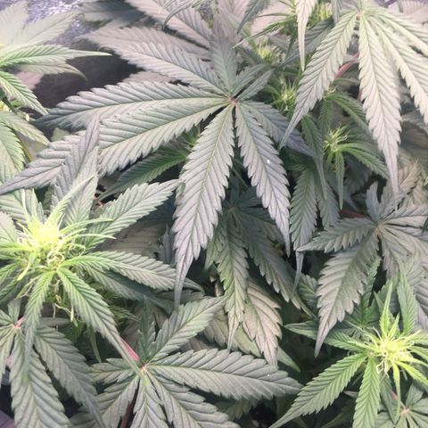 Gorilla Girl Auto  growlog timeline photo