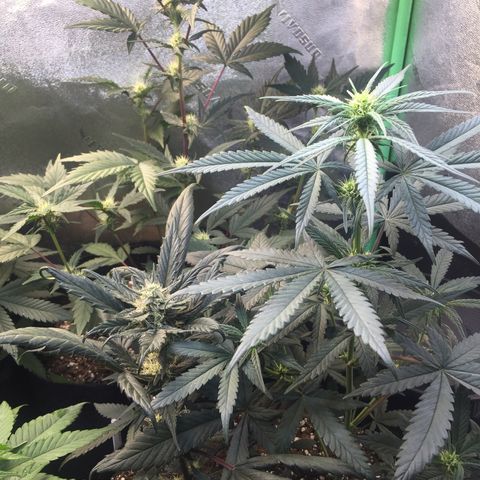 Gorilla Girl Auto  growlog timeline photo