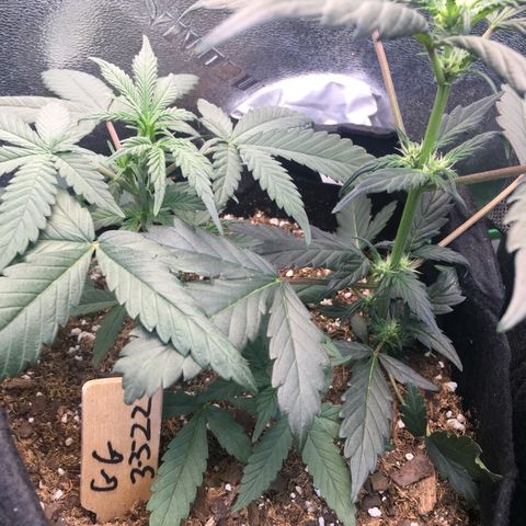 Gorilla Girl Auto  growlog timeline photo
