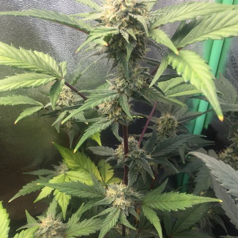 Bruce Banner  growlog timeline photo