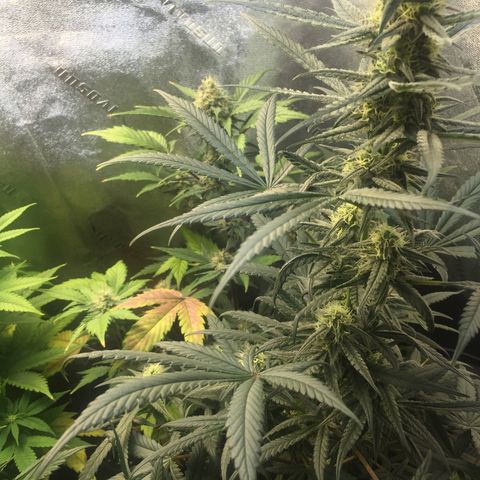 Bruce Banner  growlog timeline photo