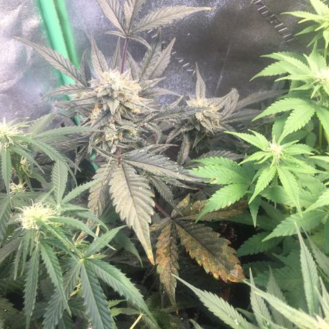 Bruce Banner  growlog timeline photo