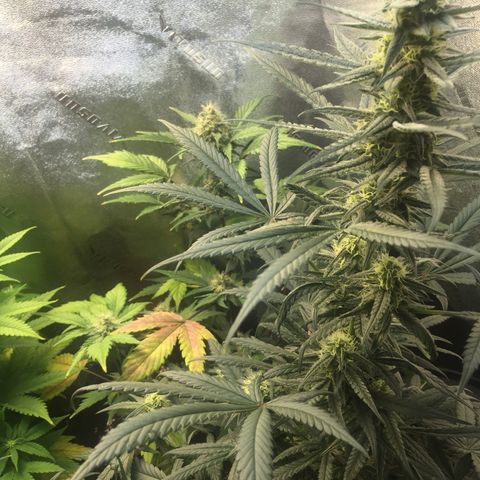 Bruce Banner  growlog timeline photo