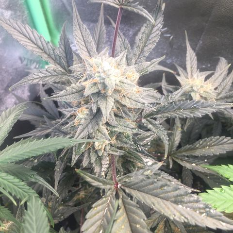 Gorilla Girl Auto  growlog timeline photo