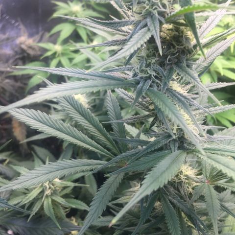 Gorilla Girl Auto  growlog timeline photo