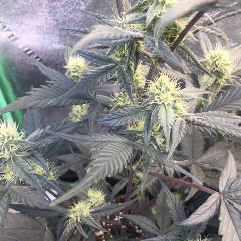 Gorilla Girl Auto  growlog timeline photo