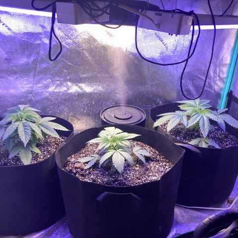 Sour Diesel growlog timeline photo