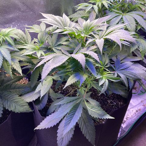 Sour Diesel growlog timeline photo