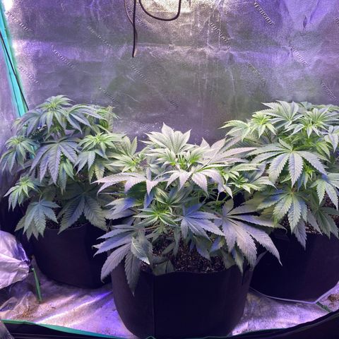 Sour Diesel growlog timeline photo