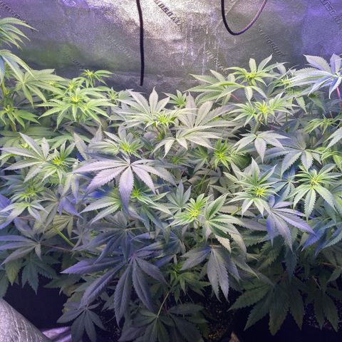 Sour Diesel growlog timeline photo