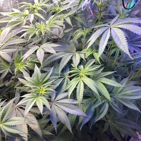 Sour Diesel growlog timeline photo