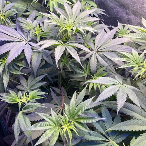 Sour Diesel growlog timeline photo