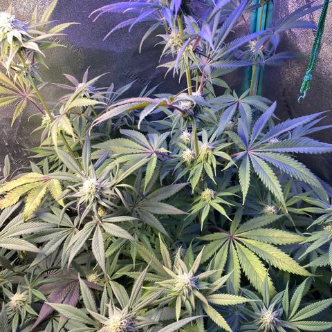 Sour Diesel growlog timeline photo