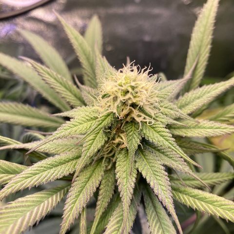 Sour Diesel growlog timeline photo