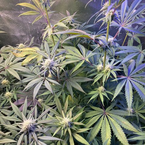Sour Diesel growlog timeline photo
