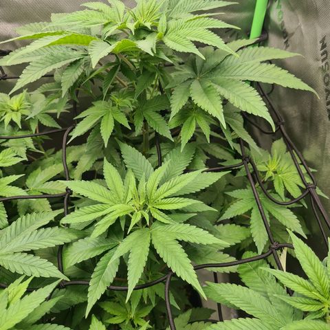 Cheese growlog timeline photo