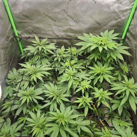 Cheese growlog timeline photo