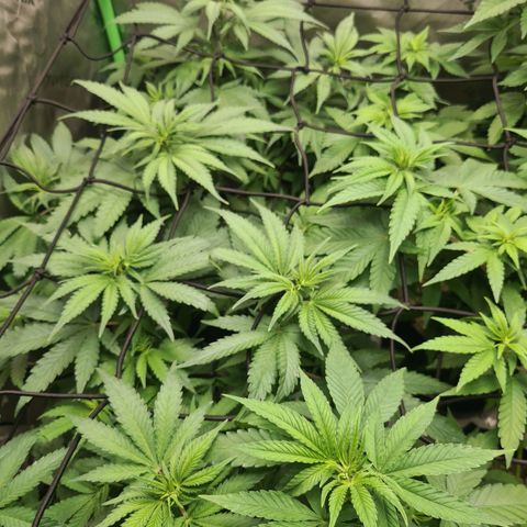Cheese growlog timeline photo