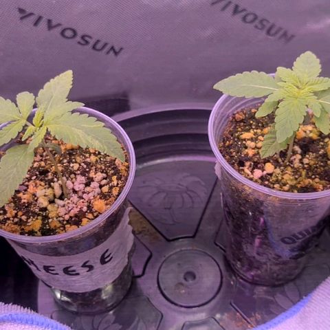 Cheese growlog timeline photo