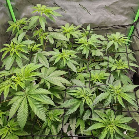 Cheese growlog timeline photo