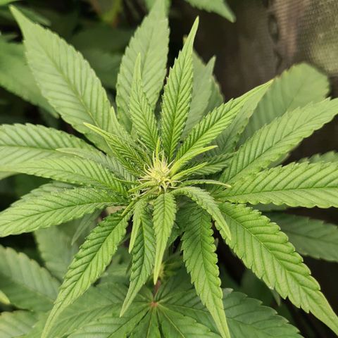 Cheese growlog timeline photo