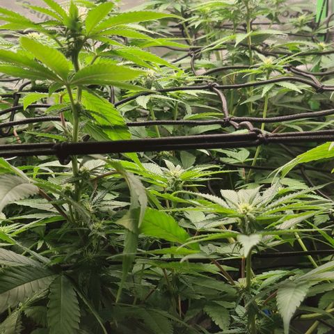 Cheese growlog timeline photo