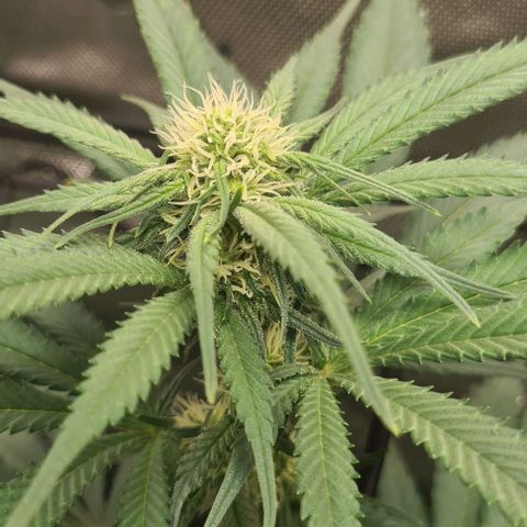 Cheese growlog timeline photo