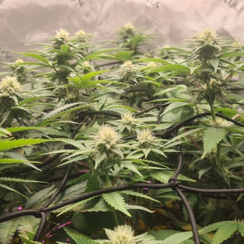 Cheese growlog timeline photo