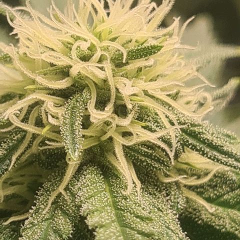 Cheese growlog timeline photo