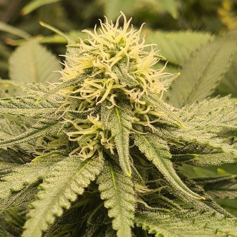 Cheese growlog timeline photo