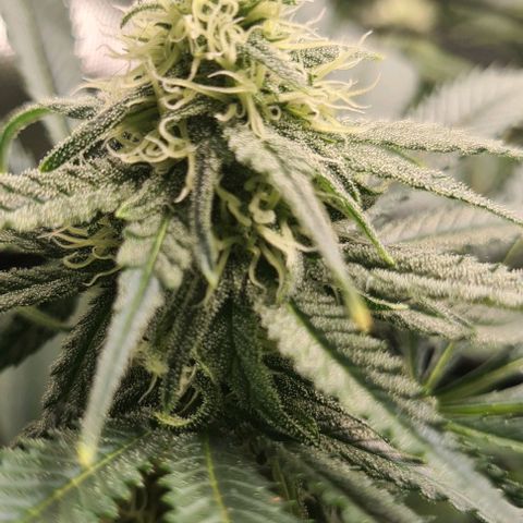Cheese growlog timeline photo
