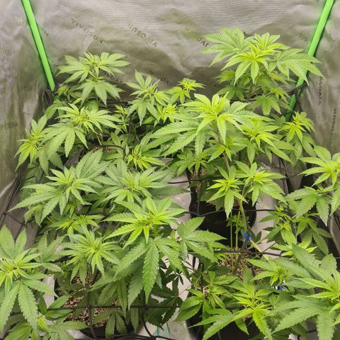 Cheese growlog timeline photo