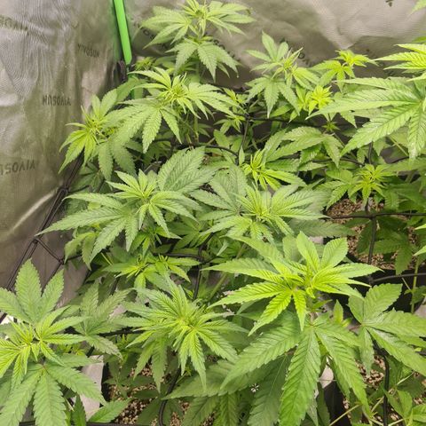 Cheese growlog timeline photo