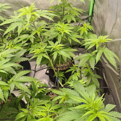 Cheese growlog timeline photo
