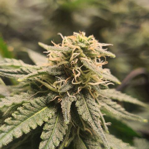 Cheese growlog timeline photo