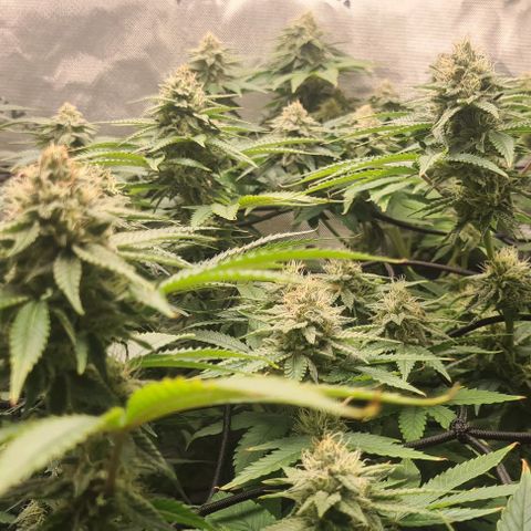 Cheese growlog timeline photo